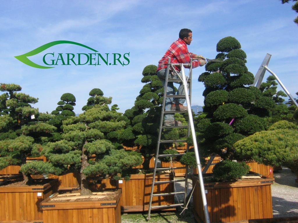 Orezivanje četinara