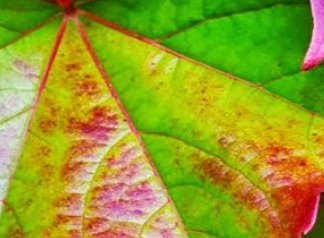 Troprsta ili devičanska lozica