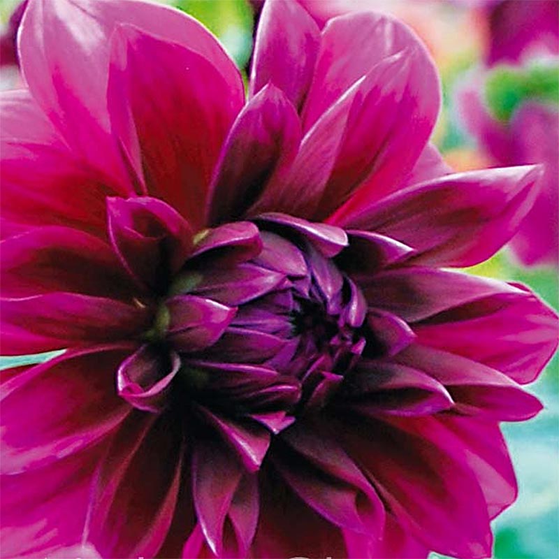 Dahlia Thomas Edison
