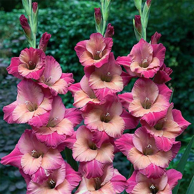 Gladiole Ted' s Favourite
