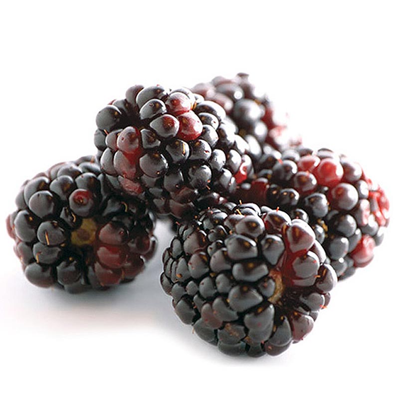 Malina-Kupina Boysenberr